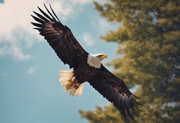 Naklejka premium A bald eagle soaring above the forest, clear blue sky 