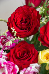 カラフルな薔薇