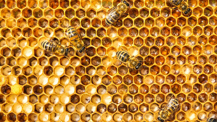Bee larvae and cocoons.
They can be seen through bee milk.
The bees look after them. They can be...