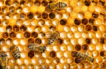 Bee larvae and cocoons.
They can be seen through bee milk.
The bees look after them. They can be...