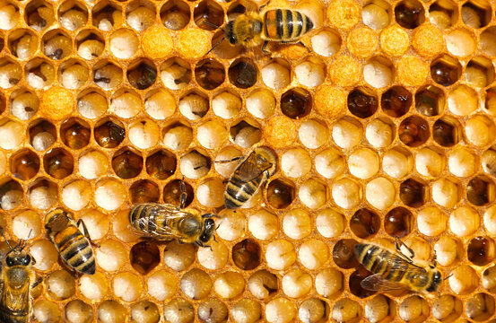 Bee larvae and cocoons.
They can be seen through bee milk.
The bees look after them. They can be seen through bee milk. They feed them and, if necessary, warm or cool them.
