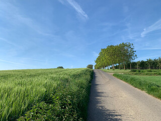 A picturesque scene of a country road lined with walnut trees on the right side, running through lush green fields under a clear blue sky. 