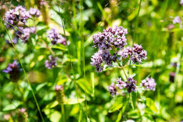 Wild oregano plant in the meadow.