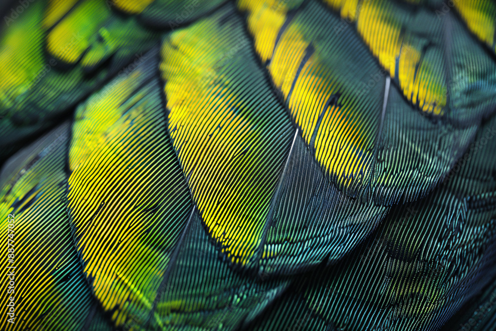 Aufkleber a close up of the texture and pattern on an exotic bird feather, highlighting its green hues and bla