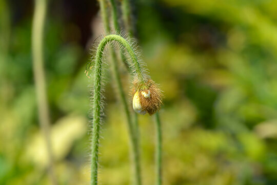 Iceland poppy flower bud