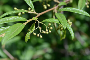 Willow-leaved cotoneaster branch with immature fruit