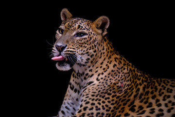 Portrait of Jaguar
