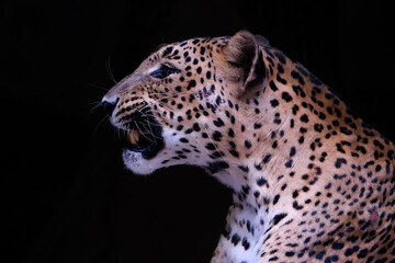 Portrait of Jaguar