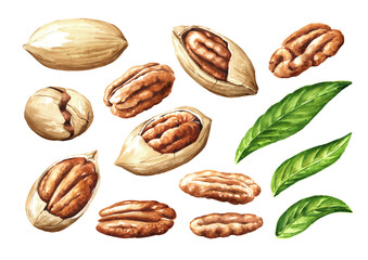 Pecan nuts with leaves set. Hand drawn painted watercolor illustration isolated on white background