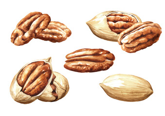 Pecan nuts set. Hand drawn painted watercolor illustration isolated on white background