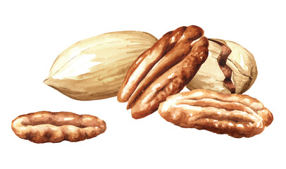 Pecan nuts, Hand drawn painted watercolor illustration, isolated on white background