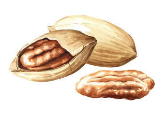Pecan nuts. Hand drawn painted watercolor illustration, isolated on white background