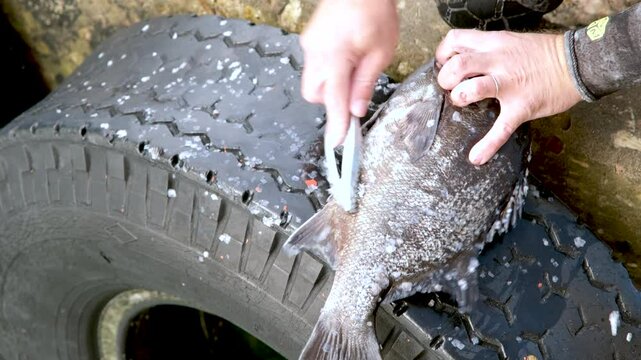 Galjoen black bream being scaled on tyre at harbour, closeup