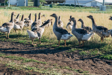 Domestic gray geese on a meadow. Gray Geese in the grass, domestic bird, flock of geese