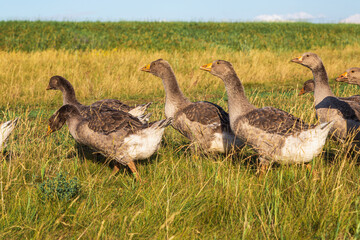 Domestic gray geese on a meadow. Gray Geese in the grass, domestic bird, flock of geese