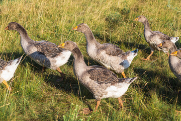 Domestic gray geese on a meadow. Gray Geese in the grass, domestic bird, flock of geese