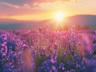 Naklejka premium Lavender field in the summer