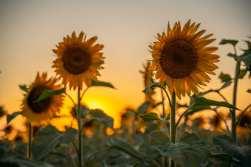 Obraz premium Field sunflowers in the warm light of the setting sun. Summer time. Concept agriculture oil production growing.