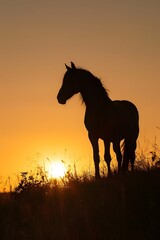 horse at sunset