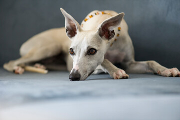 Whippet Hündin liegt auf dem Sofa