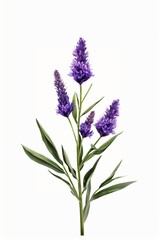 Naklejka premium A delicate sprig of purple flowers with long, slender leaves on a white background. Liatris Blazing Star flower.