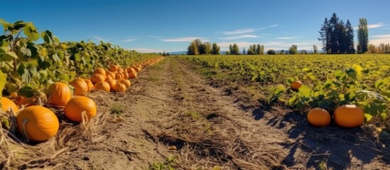 Pumpkin Patch Under a Sunny Sky