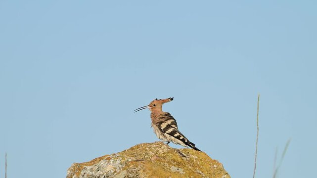 Beautiful hoopoe, Eurasian hoopoe Upupa epops in the wild. Slow motion.