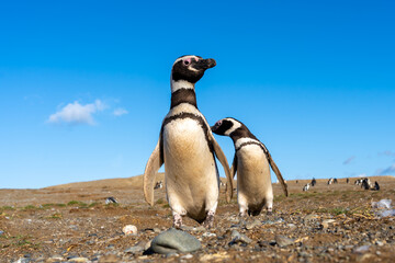 Two Magellanic Penguins standing with the blue sky background.  Magdalena Island, Punta Arenas,...