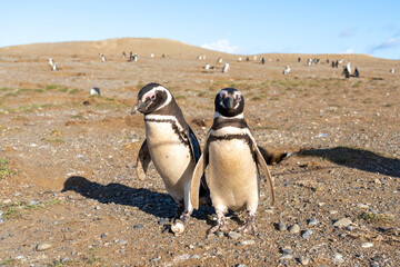 

Two Magellanic Penguins standing on Magdalena Island, Punta Arenas, Chile.
