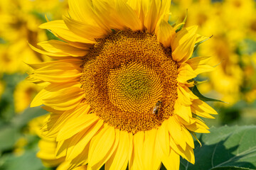 Obraz premium Close up shot of a honey bee sitting on a blooming sunflower.
