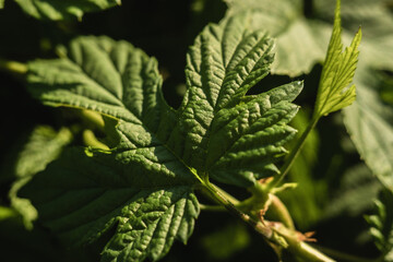 close-up of a large leaf of a plant. Wild grapes, hops
