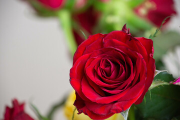 赤い薔薇