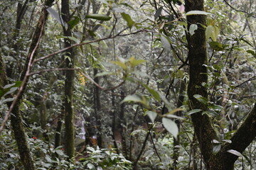 Places to see in Meghalaya Wards Lake, Seven Sisters Falls, Garden of Caves, Umiam Lake 