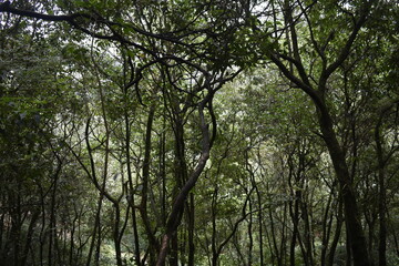 Places to see in Meghalaya Wards Lake, Seven Sisters Falls, Garden of Caves, Umiam Lake 
