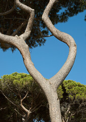 bizarre shape of a maritme pine trunk