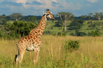 Obraz premium A giraffe standing gracefully in a lush, green savannah with a scenic background.