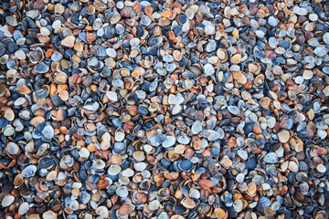A pile of broken shells and rocks. The shells are mostly blue and the rocks are mostly brown
