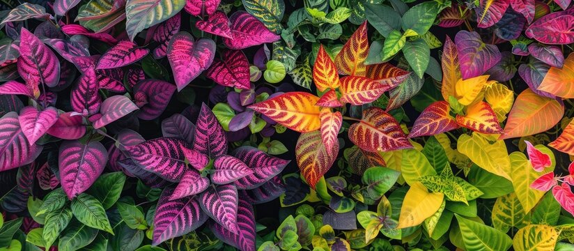 Kroton a favored garden decor plant is a diverse shrub with various leaf shapes and vibrant colors ideal for a copy space image
