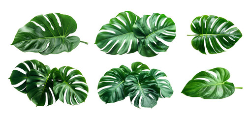 Naklejka premium Set of vibrant green tropical leaves are displayed against a stark white background. The leaves are arranged in a neat, symmetrical pattern, showcasing their intricate details and natural beauty.