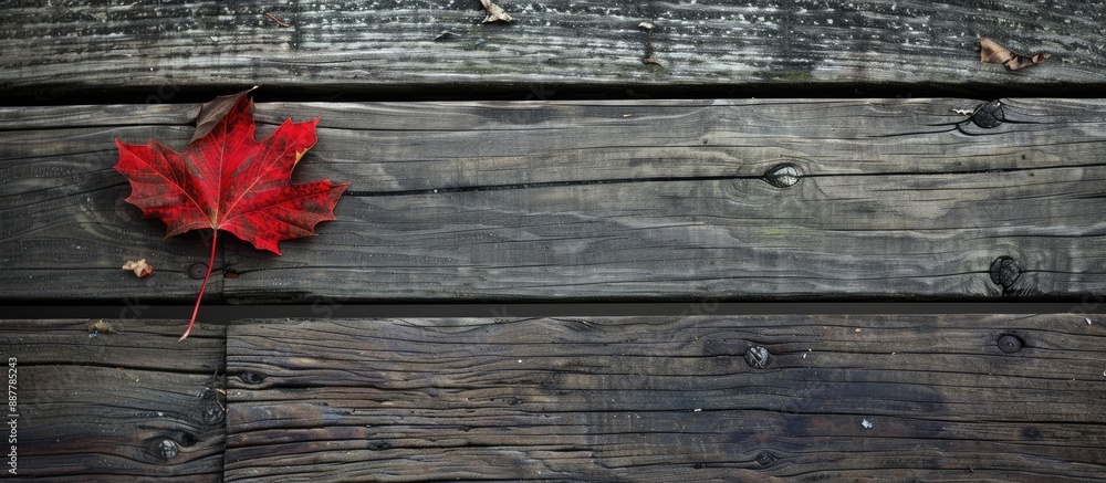 Poster Weathered wood floor with a red maple leaf providing a visual focal point in a copy space image