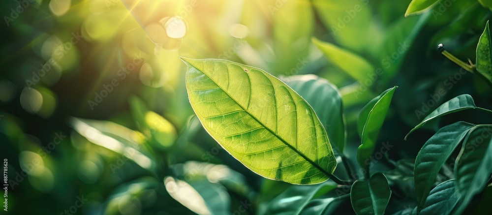 Poster a close up view of a green leaf in sunlight with natural green plants creating a backdrop ideal for 