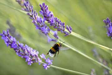 A Bumblebee flies over lavender flowers with a green background on a sunny summer day. 