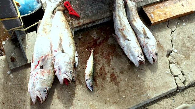 Top view of freshly caught kob jewfish lying at wet market of harbour