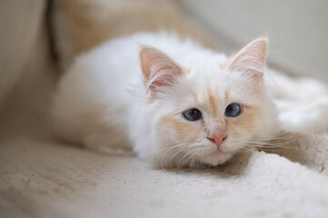 Junge Heilige Birma Katze in ihrem Zuhause