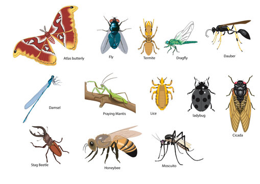 flys and insects vectors