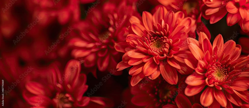Aufkleber close up view of a vibrant bouquet featuring red autumn chrysanthemums displayed with ample copy spa