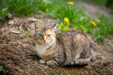 A multicolored cat sitting on the street