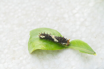 Papilio demoleus or lime butterfly pupa. Black and white body with sharp spines on the body. Lemon butterfly pupa on a lime leaf.