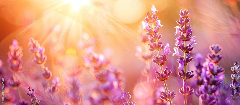 Leinwandbilder close up of lavender in bloom in a field with ample copy space image