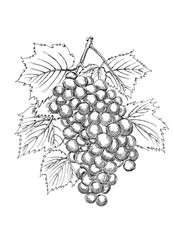 A bunch of grapes with leaves. A sketch. A hand-drawn drawing. A design element. Clip-Art